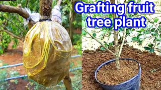 Grafting fruit tree plant technically [upl. by Adav]