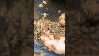 Mesmerizing Honeybee Swarm Captured 🐝  A Peek into Sustainable Apiculture 🍯 shorts trending bee [upl. by Jamesy]