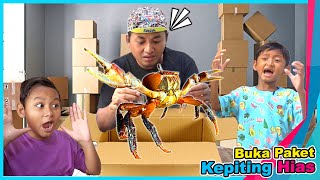 Beli Kepiting Hias Aquarium Hati Hati Dicapit 🦀 Mistery Box Praya Family [upl. by Sekofski]