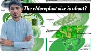 The chloroplast size is aboutetea and mdcat MCQS series in Urdu by abdur Rahman official [upl. by Ennaeed332]