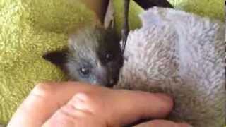 Cute orphan baby bat plays after a feed this is Sparrow [upl. by Ahsilyt]