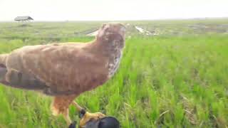 Mari hunting lagi kawankuh birds alapalap hunting birdofprey burung [upl. by Eedyak]