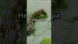 quotStop Helicoverpa armigera from damaging crops control tips for healthy harvests BioByPritiquot [upl. by Christian]