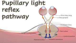 Pupil 1  Pupillary light reflex pathway [upl. by Akemat]