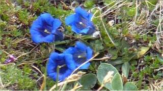 Welcome to MittenwaldBeautiful Alpine WorldKarwendelBavarian limesone AlpsMountain Gentian [upl. by Hakan]