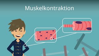 Muskelkontraktion einfach erklärt [upl. by Ettenajna628]