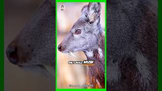 MUSK DEER Hold the Secret to the Worlds Most Expensive Perfume [upl. by Ennairac]