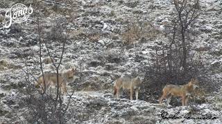 Lupi in Abruzzo come vederli in sicurezza [upl. by Westphal]