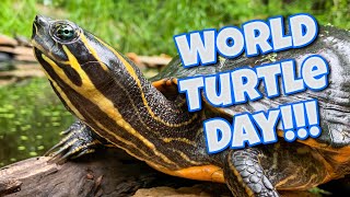 World Turtle Day 2020 World tour of my turtles and tortoises [upl. by Enneillij]