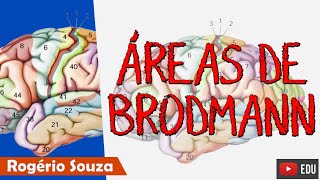 ÁREAS DE BRODMANN  Neuroanatomia funcional com Rogério Souza [upl. by Idnil]