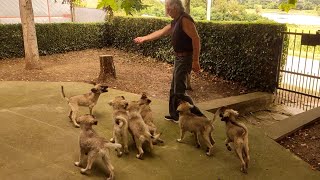 Awesome Shepherd Puppies and Sarplaninac Dog Breeder playing time [upl. by Sandi]