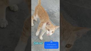 Cute Cat Moments for Relaxation  Soothing Kitty Sounds Calming Feline Video for Sleep [upl. by Ymor731]