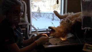 Dental cleaning in a dog at Animal 911 Veterinary Hospital [upl. by Selle234]