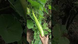 Long bottle gourd 0112 enjoy rural life amp nature rurallife nature gardening relaxing [upl. by Mauretta]