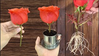 Just Coffee Roses surprisingly grow super roots overnight and bloom continuously [upl. by Alderson799]