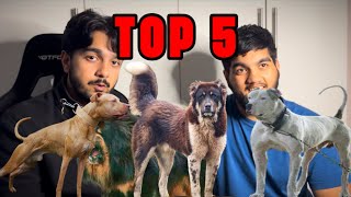 Top 5 Strongest Dog Breeds [upl. by Care]