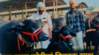 जगराओ पशु मण्डी पंजाब  मुर्रा नीली रावी भैंस सेल के लिए  Jagraon pashu Mandi Punjab cow buffalo [upl. by Camel]