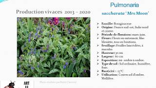 Fiche technique Pulmonaria saccharata ‘ Mrs Moon’Pulmonaire plante vivace [upl. by Hutson350]