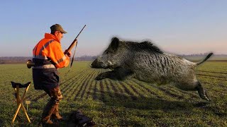 TOP 5 Charge Dun Sanglier 2021  Wild Boar Attacks [upl. by Sauncho]