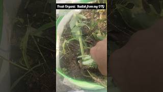 Harvesting organic Radish from my OTG gardening organic shorts [upl. by Idna]