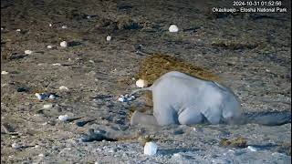 Elephant calf having a dust bath then playtime [upl. by Ahterahs]