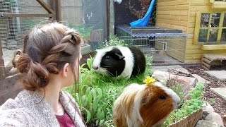 Garden For Guinea Pigs [upl. by Cho]