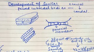 Third Week of Development  Somites and Intraembryonic coelom [upl. by Iaj]