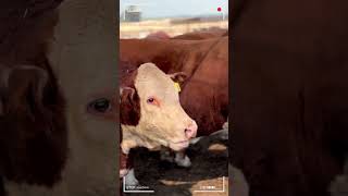 🔴 HEREFORD Cattle Farm ✅ [upl. by Bakerman679]