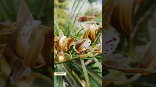 Orchid  Cymbidium erythraeum  Cymbidium orchids  Boat orchids orchids orchidflower flowers [upl. by Uttasta]