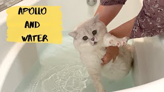 British shorthair cat Apollo taking a bath [upl. by Englis]