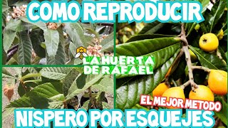 Como reproducir nísperopor esquejes •El mejor método para reproducir nispero✓•4Ta Temporada [upl. by Meuse]