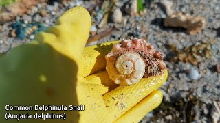 Shelling Episode 8  My First Strawberry Cockle • Finding Seashells [upl. by Raman]