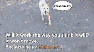 White Shiba Inu：Will it work the way you think it will？ It wont move Because hes a Shiba Inu [upl. by Godiva]