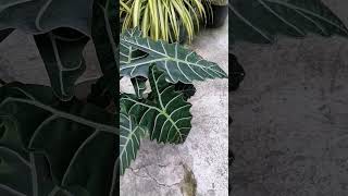 Alocasia Sanderiana Plant 🌱 [upl. by Negam]