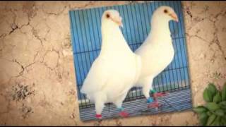 White Pigeons For Sale Ceremonial White Doves [upl. by Enyrhtac]