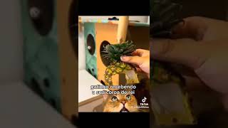 cat gatuno catshorts pets catvideos funny catlover gatoslindos catsofyoutube [upl. by Ardnos64]