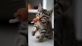 Curious Kittens Playful Hunt with a Fluffy Toy Mouse cat kitten funny cute [upl. by Filbert111]