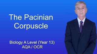 A Level Biology Revision Year 13 quotThe Pacinian Corpusclequot [upl. by Okajima]