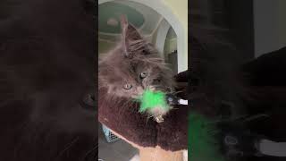 Dalan Blue Maine Coon Male Kitten Available Now  Purebred Kitties [upl. by Marsiella]