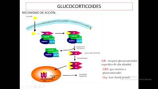 Aspectos Farmacológicos de los Glucocorticoides [upl. by Lin]