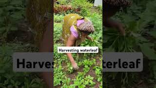 How to harvest waterleaf foodie agriculture benefitsHow tobackyard garden [upl. by Fechter416]