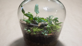 Making a Bottle Terrarium  Closed Terrarium Basics [upl. by Kampmann299]