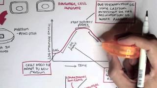 Microbiology  Bacteria Growth Reproduction Classification [upl. by Alin141]