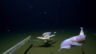 Scientists find deepest fish ever recorded at 8300 metres underwater near Japan [upl. by Ethbin]