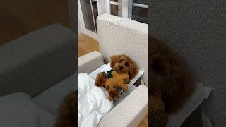 it’s bath time puppy poodle asmr pets viral funny dog doglife [upl. by Essilrahc]