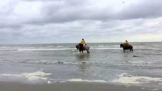 The Horse Fishermen of Belgium [upl. by Elleinnad]