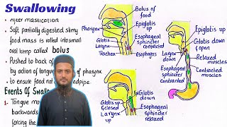 Swallowing process  peristalsis and antiperistalsis  digestion in oral cavity  class 11 [upl. by Cj]