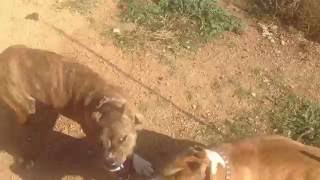 Pitbull Fight [upl. by Phillip]