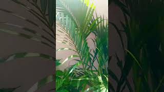 Areca palm care tipsyellowleaves tips arecapalmcareindoorplanting ytshortsgardeningtips [upl. by Moreland]