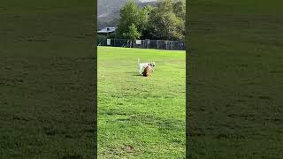 Benji the Basenji being lazy at the park 🤣 benjithebasenji [upl. by Aiekan]